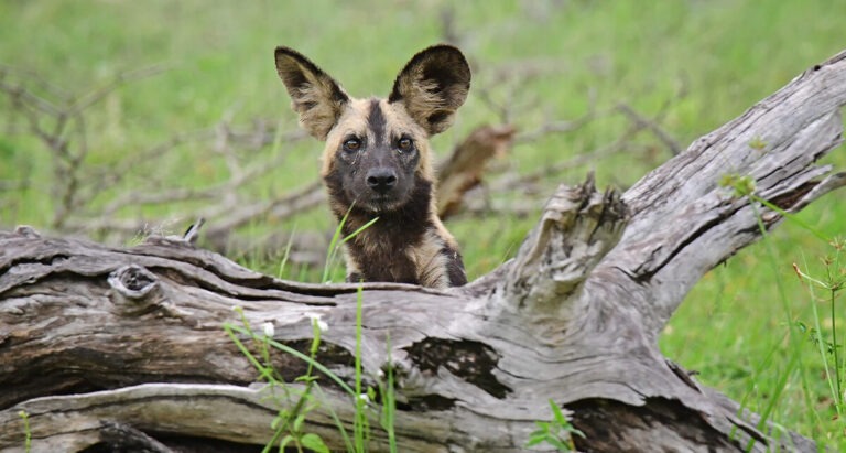 southern tanzania safari