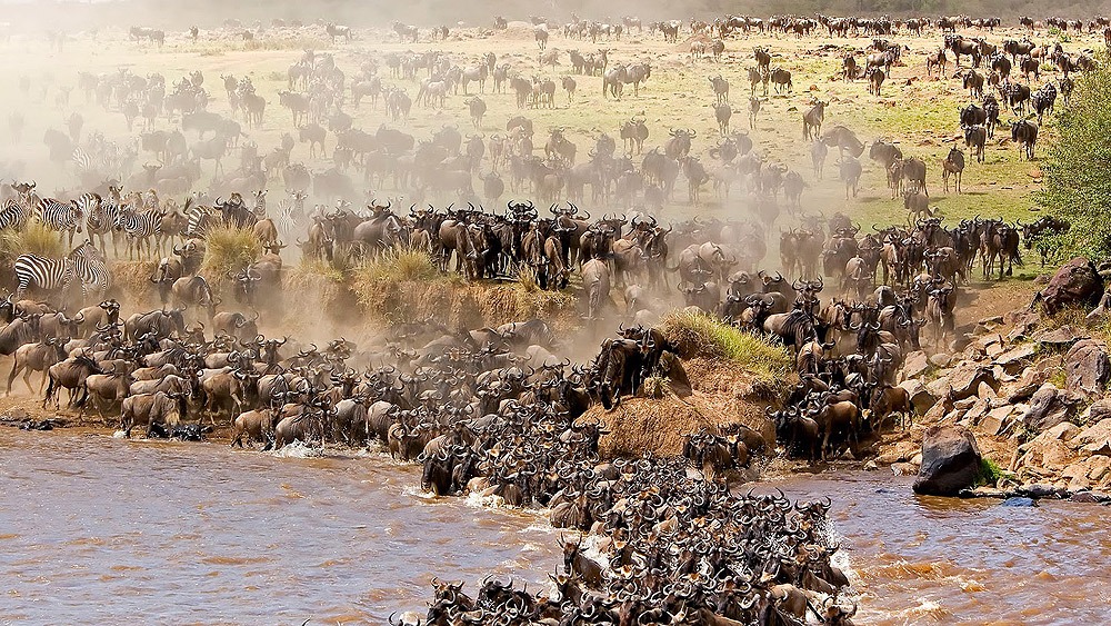 serengeti-gnu-migrasjonen