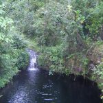 Kilimanjaro forest