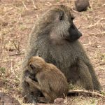 Lake Manyara monkeys