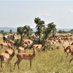 Mikumi antelopes