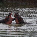 Mikumi hippos fight