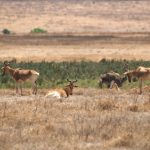 Ngorongoro antilopes