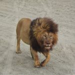 Ngorongoro lion