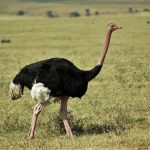 Ngorongoro ostrich