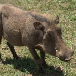 Ngorongoro warthog