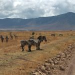 Ngorongoro zebras