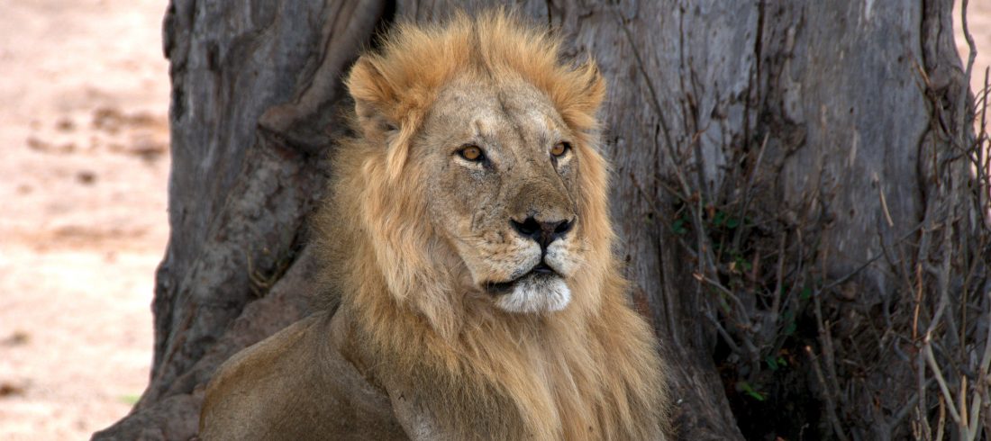 Ruaha National Park