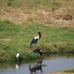 Ruaha birds