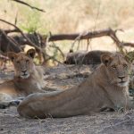 Ruaha lionesses