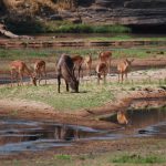 Ruaha river