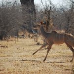 Ruaha running antelope