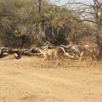 Selous antelopes