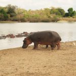 Selous hippos