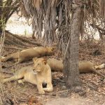 Selous lions