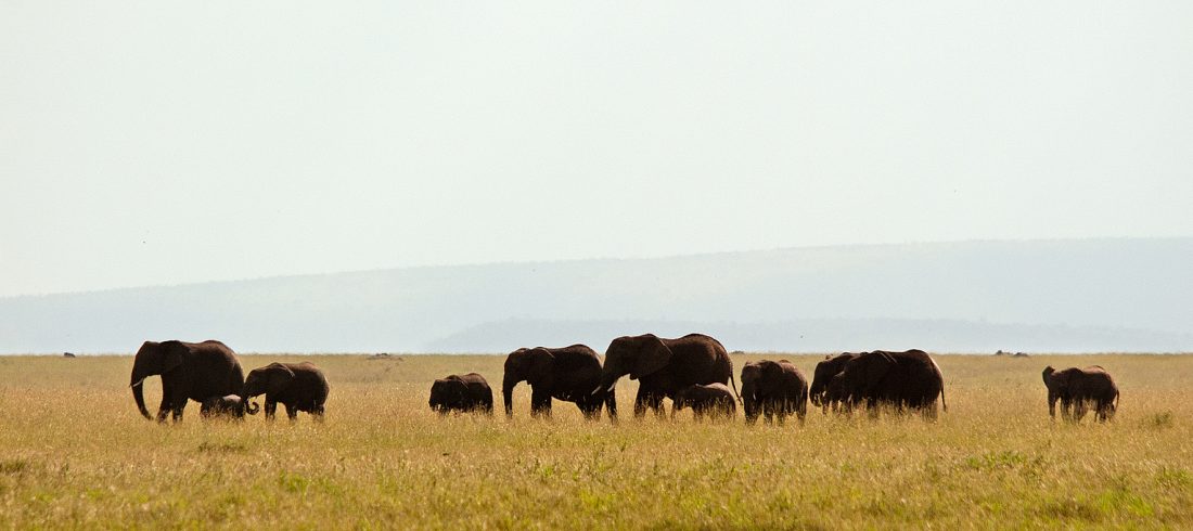 Serengeti elefanter