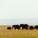 Serengeti elefanter