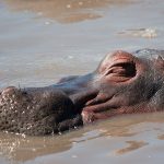 Serengeti hippo lake