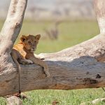 Serengeti resting lions