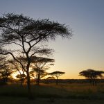 Serengeti solnedgang