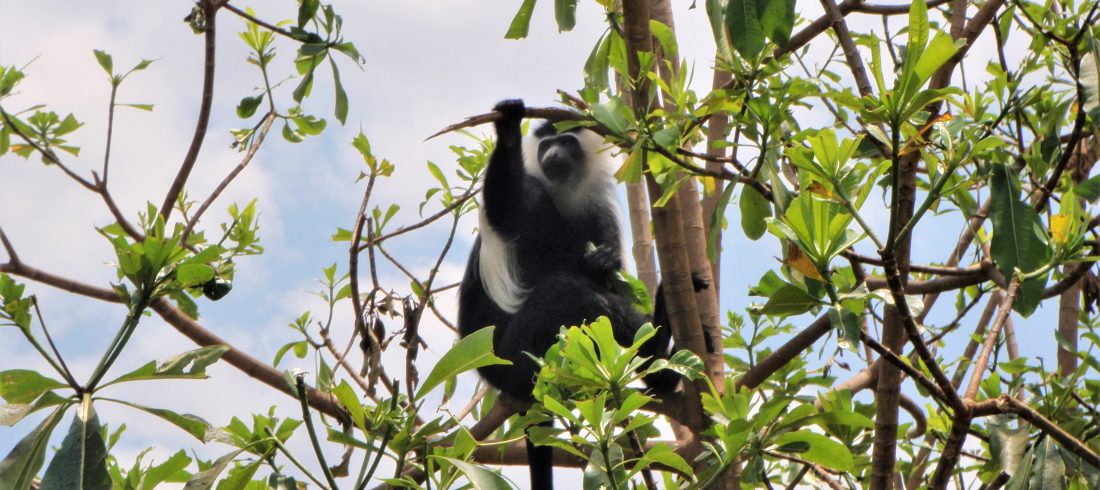 Udzungwa Mountains Nasjonalpark