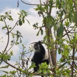 Udzungwa monkey tree