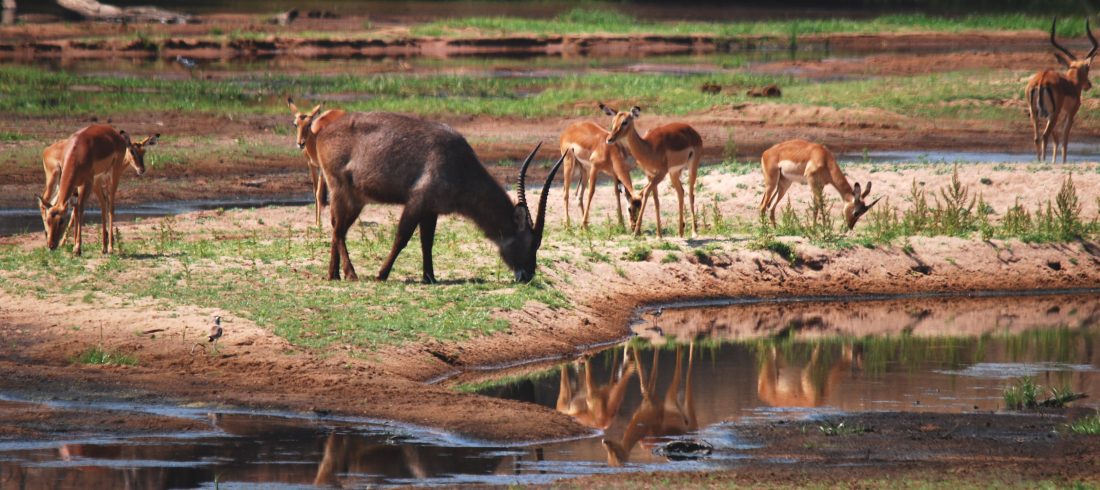 Antelopes