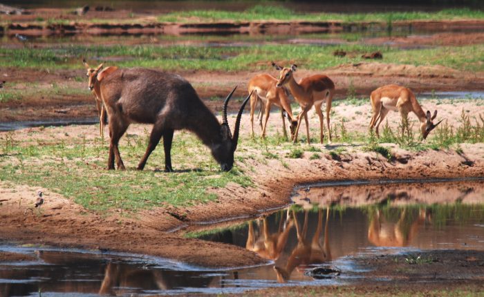 Antelopes