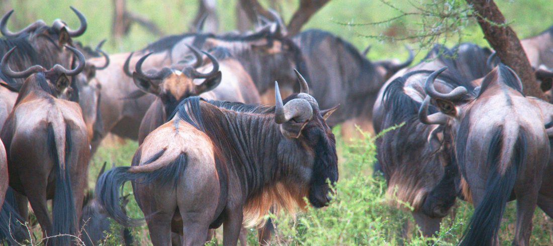 Den Store Migrasjonen gnu