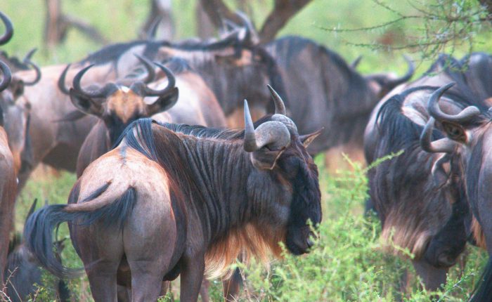 Den Store Migrasjonen gnu