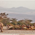 Horse safari and elephants