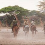 Horse safari giraffes