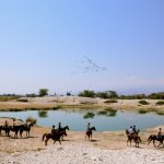 Horse safari lake