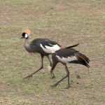 Lake Manyara birds