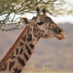 Lake Manyara giraffe