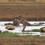 Lake Manyara hippos