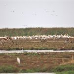 Lake Manyara landskap