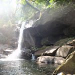 Rainforest Udzungwa Mountains