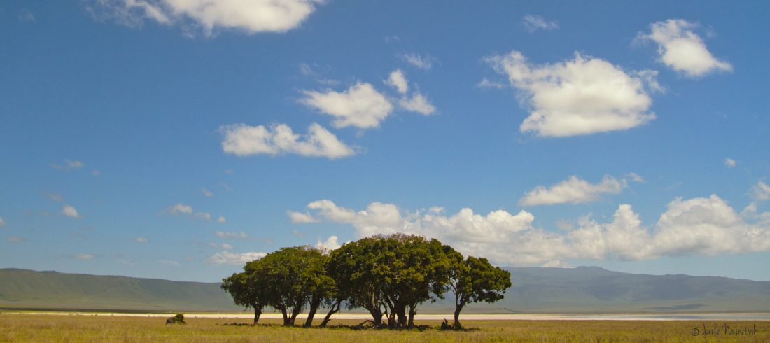 Safari landscape