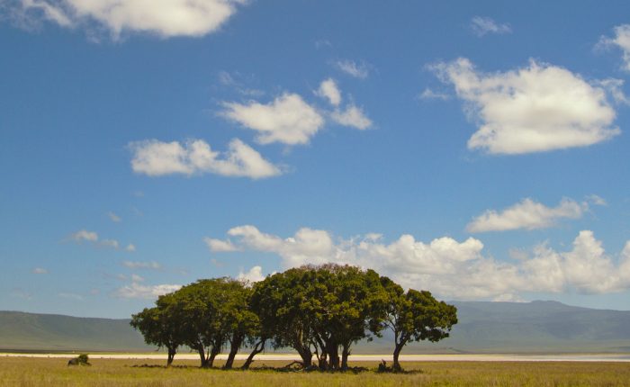 Safari landscape