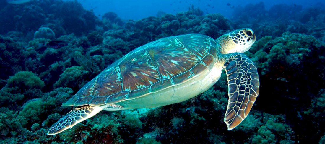 Sea turtles page