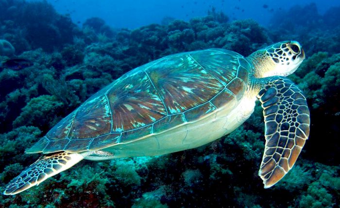 Sea turtles page