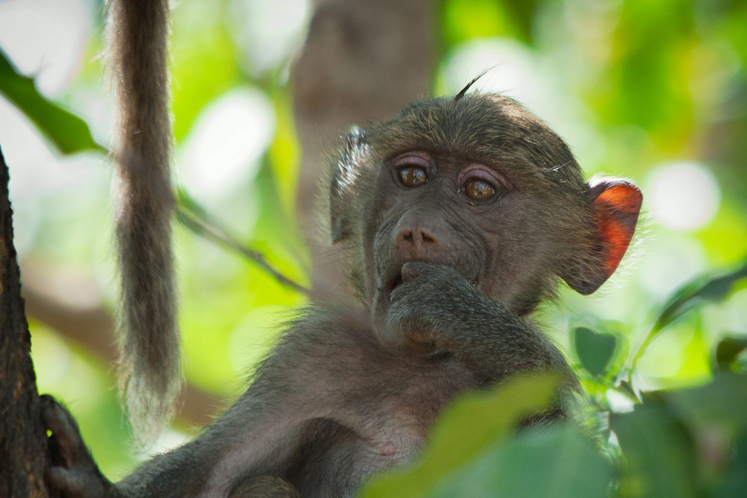 tanzania safari baboon