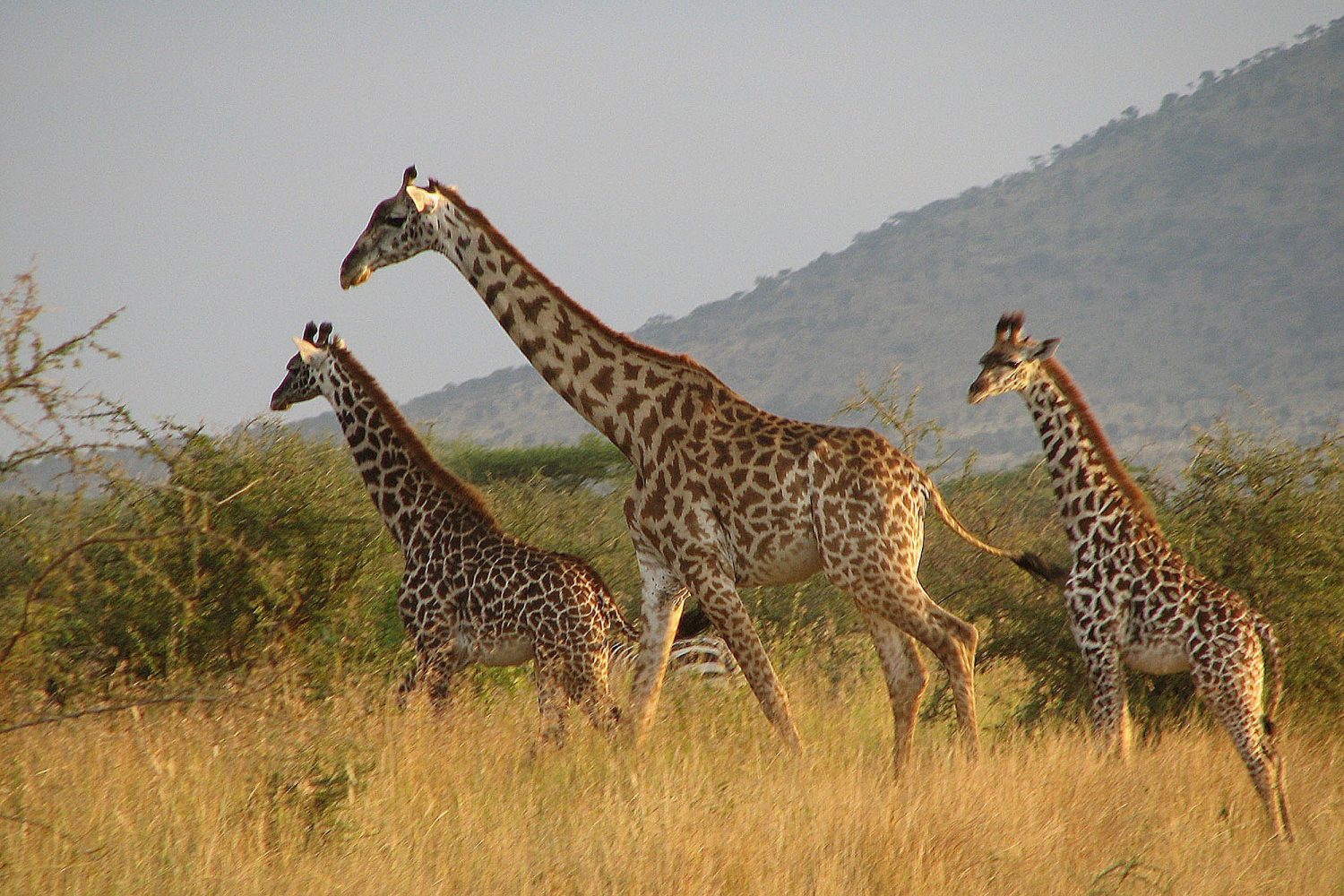 southern tanzania safari