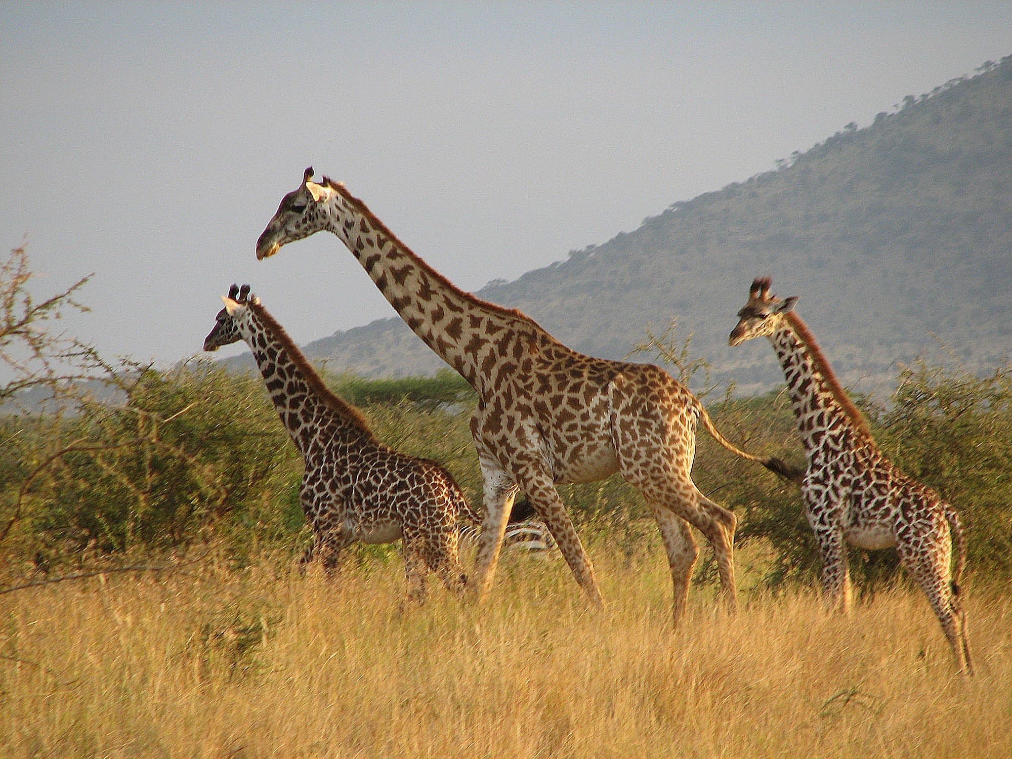 southern tanzania safari