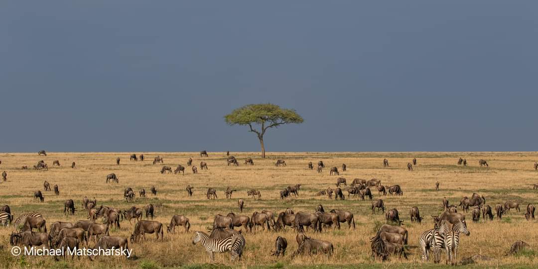 tanzania safari