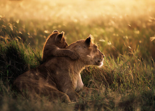 Ultimate 3-Day Safari Itinerary for Mikumi National Park