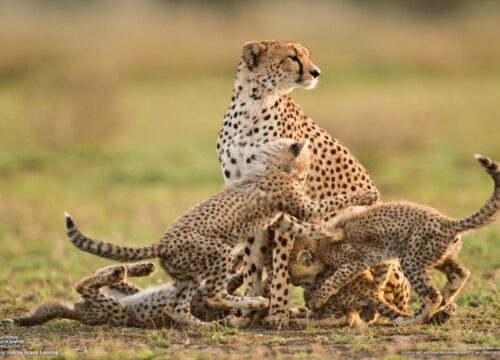 serengeti national park