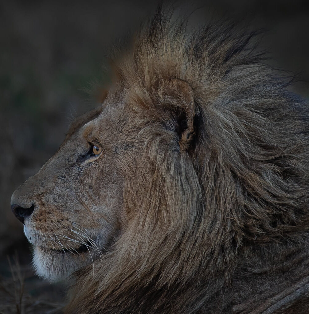 Tanzania safari landscape with wildlife