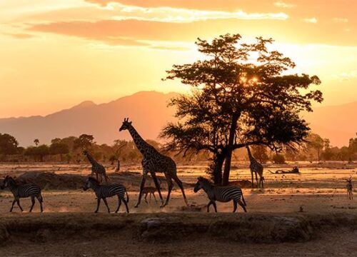 🐘 Top 10 Must-Visit National Parks in Tanzania for an Unforgettable Safari